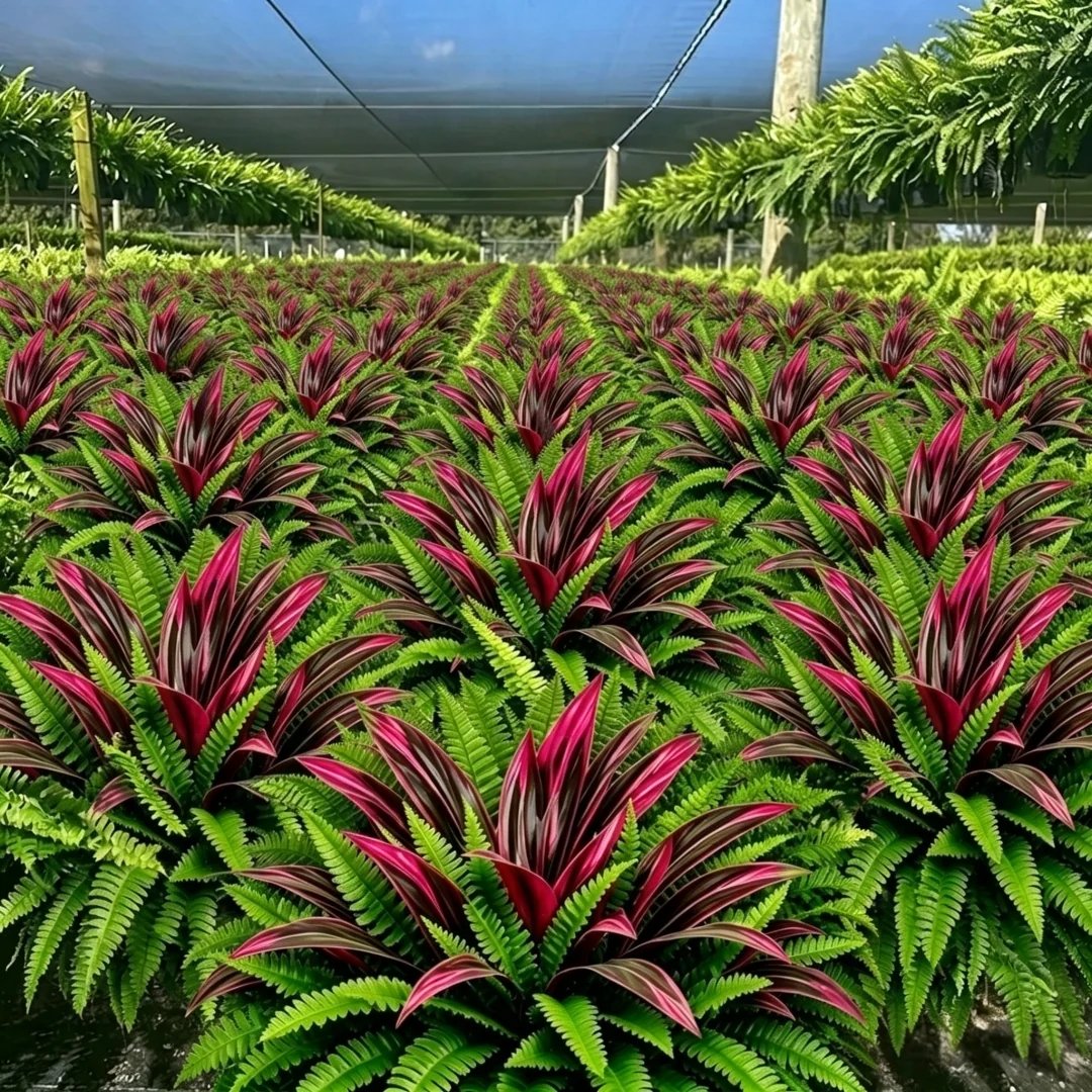 🌿 Fougère artificielle ultra-réaliste et dracaena rouge : une plante d'extérieur résistante aux UV ! ✨