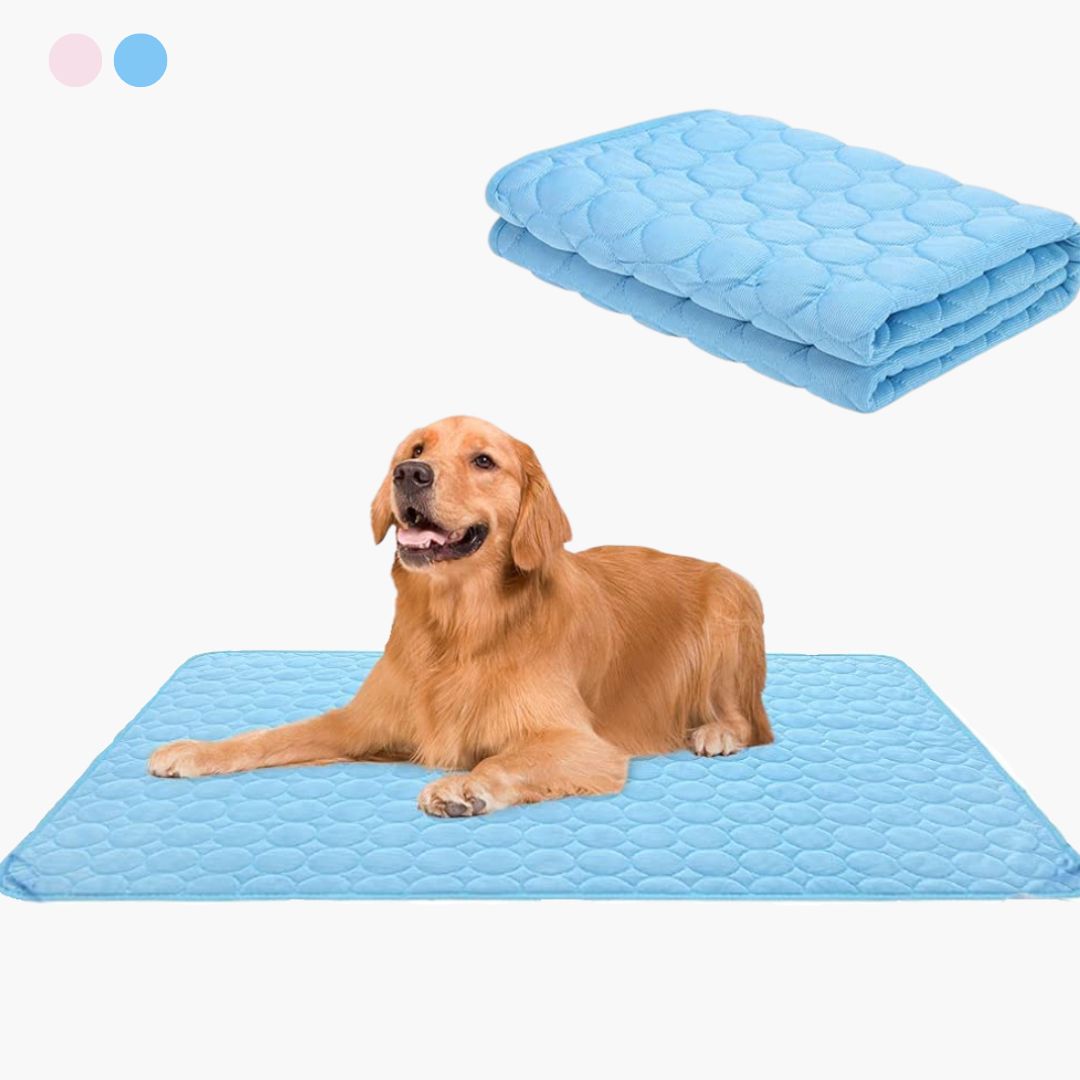 🐶 🐱Protégez votre animal de compagnie de la chaleur estivale ! 🧊