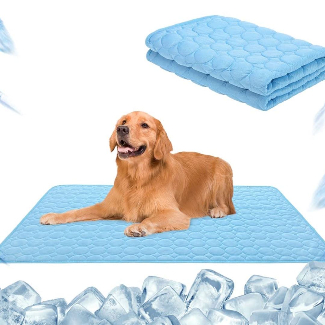 🐶 🐱Protégez votre animal de compagnie de la chaleur estivale ! 🧊