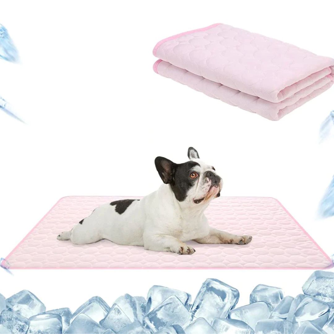 🐶 🐱Protégez votre animal de compagnie de la chaleur estivale ! 🧊