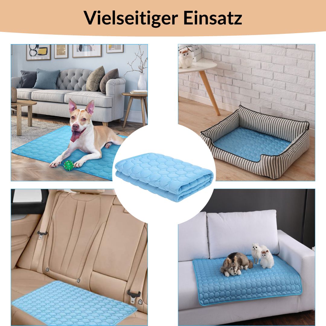🐶 🐱Protégez votre animal de compagnie de la chaleur estivale ! 🧊