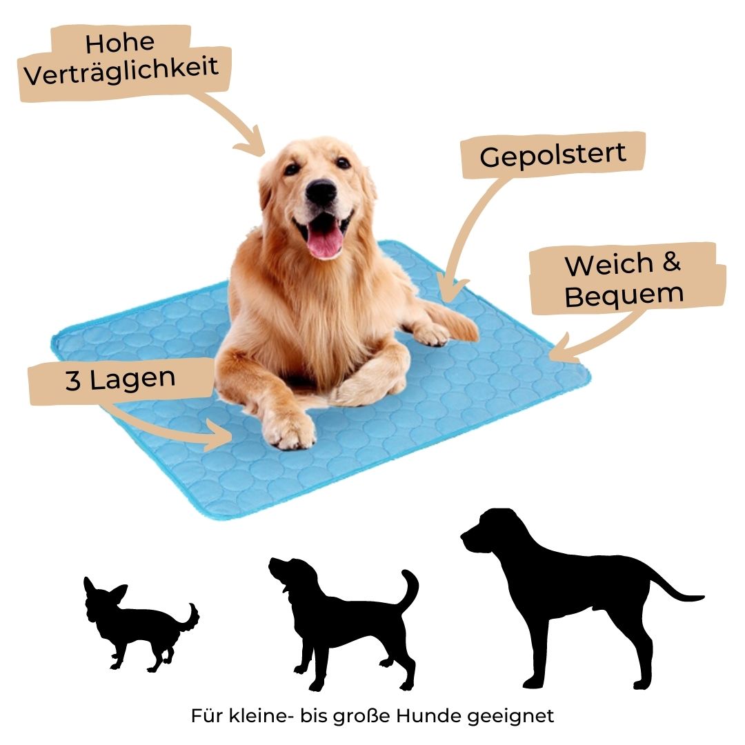 🐶 🐱Protégez votre animal de compagnie de la chaleur estivale ! 🧊